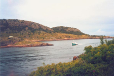 587: Red Island. Leonard Mulrooney's 'Red Island Rose'. (2002) [courtesy of Heather Walsh]